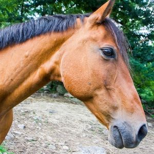 Meet your Posher, Tatum